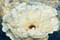 Zuzu Peony of Navy and Gold Poster Print by Patricia Pinto - Item # VARPDX11390FF